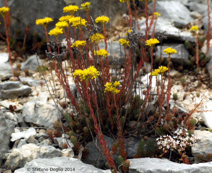 Petrosedum montanum (=Sedum motanum) / Borracina montana